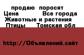 продаю  поросят  › Цена ­ 1 000 - Все города Животные и растения » Птицы   . Томская обл.